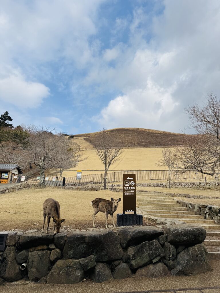 How I Spent 14 Days Solo Travelling Japan: Complete Itinerary & Budget Guide (Under RM 7.9k) img 1333