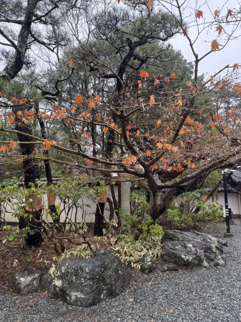 How I Spent 14 Days Solo Travelling Japan: Complete Itinerary & Budget Guide (Under RM 7.9k) img 2920