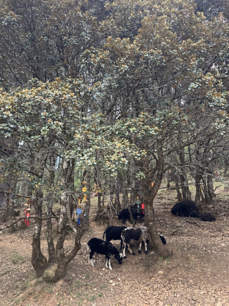 🇨🇳Yunnan One Week Itinerary And Budget: My Solo Journey Through Kunming, Dali & Lijiang img 1249